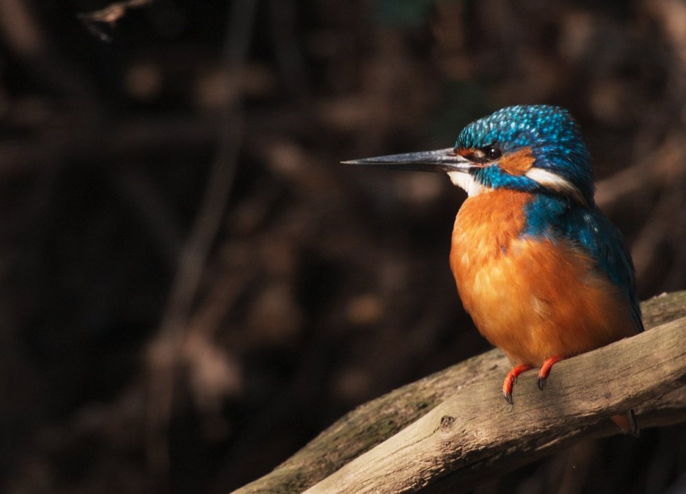 Onze Natuur, De Film