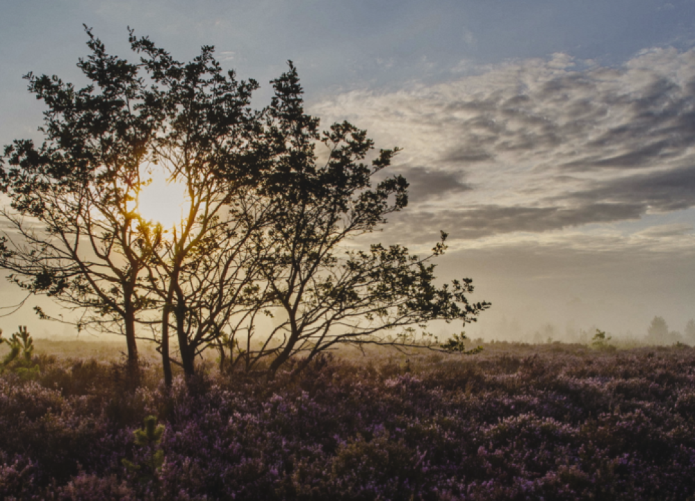 Onze Natuur, De Film