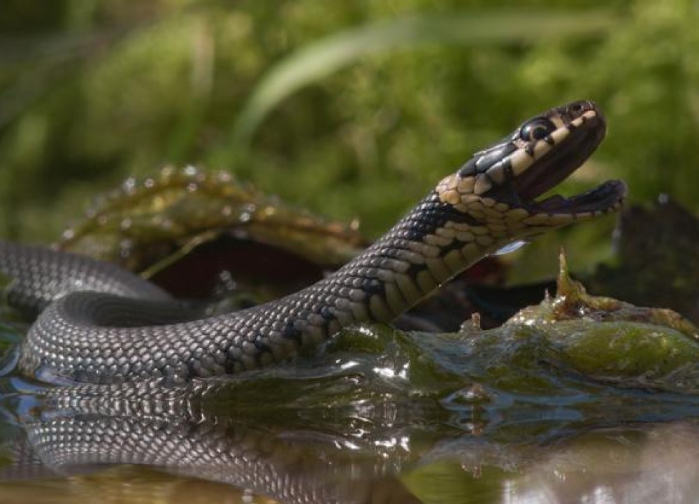 Onze Natuur, De Film