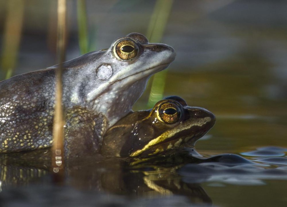 Onze Natuur, De Film