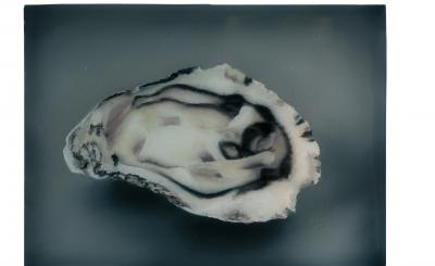 Sarah De Vos - Oyster n°6 (foto ©Peter Stuijk) 