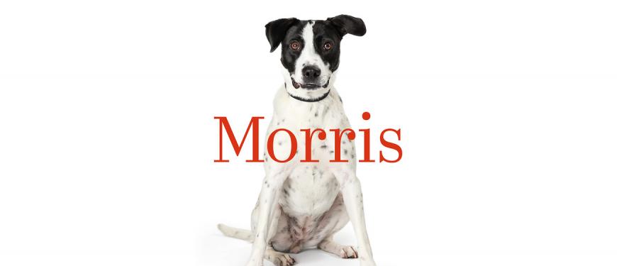 morris