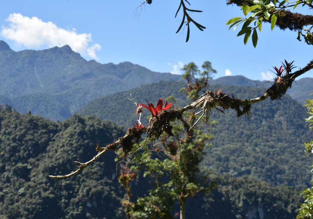 Alto Huayabamba project in Peru