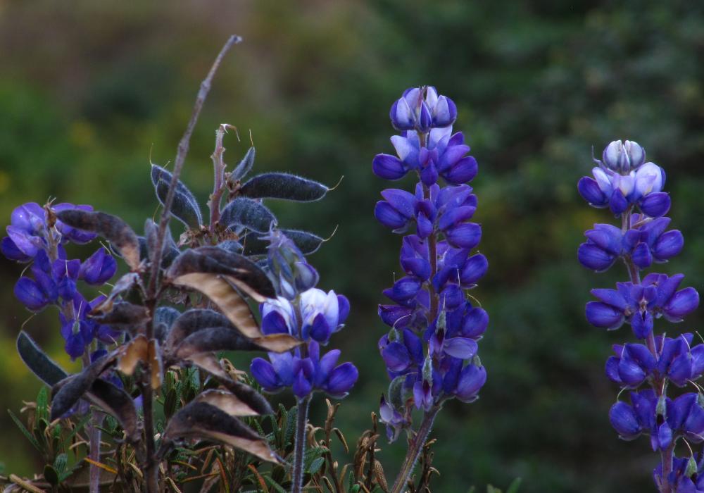 Bloemen - Fotograaf: Andrés Echavarria