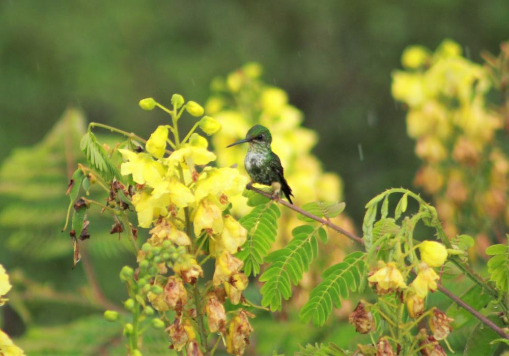 Hummingbird - fotograaf Isabel Rios