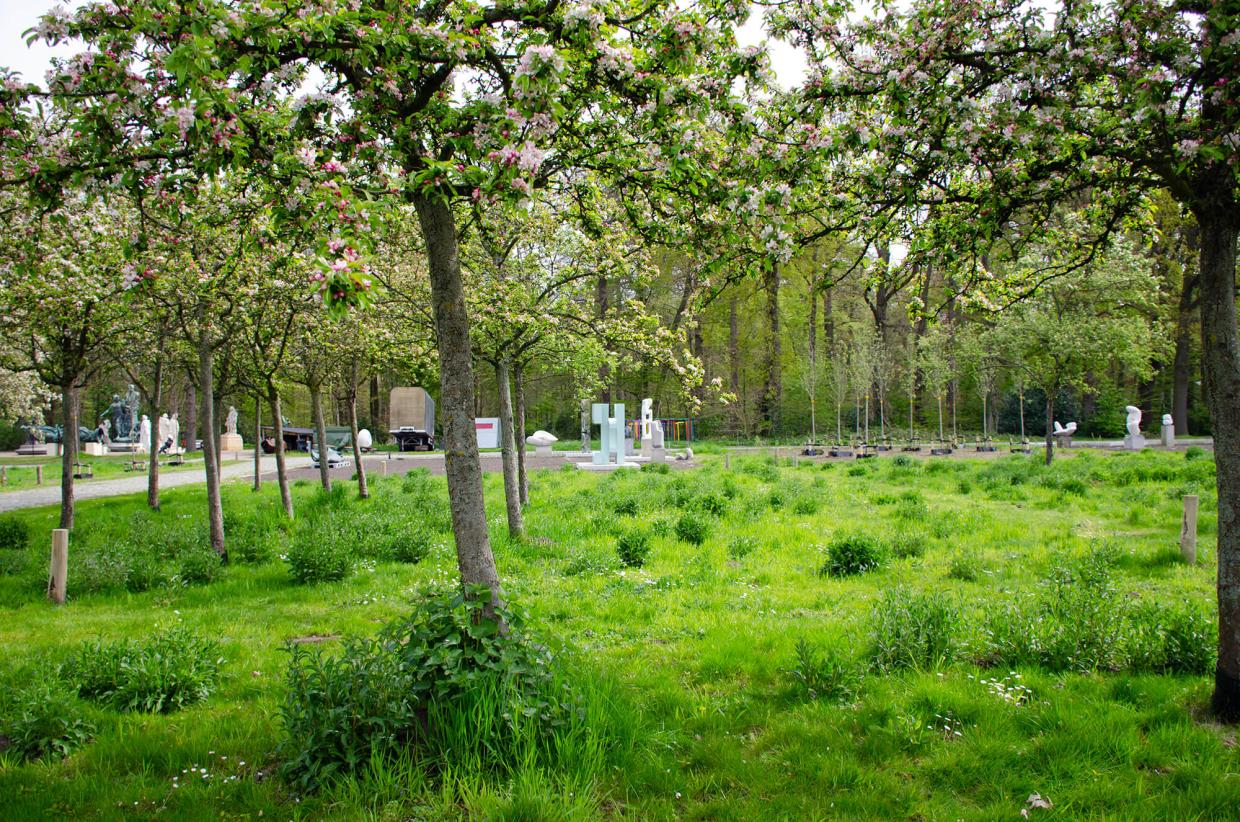 Extensief grasbeheer in het Middelheimmuseum. — Foto: © Cédric Raskin