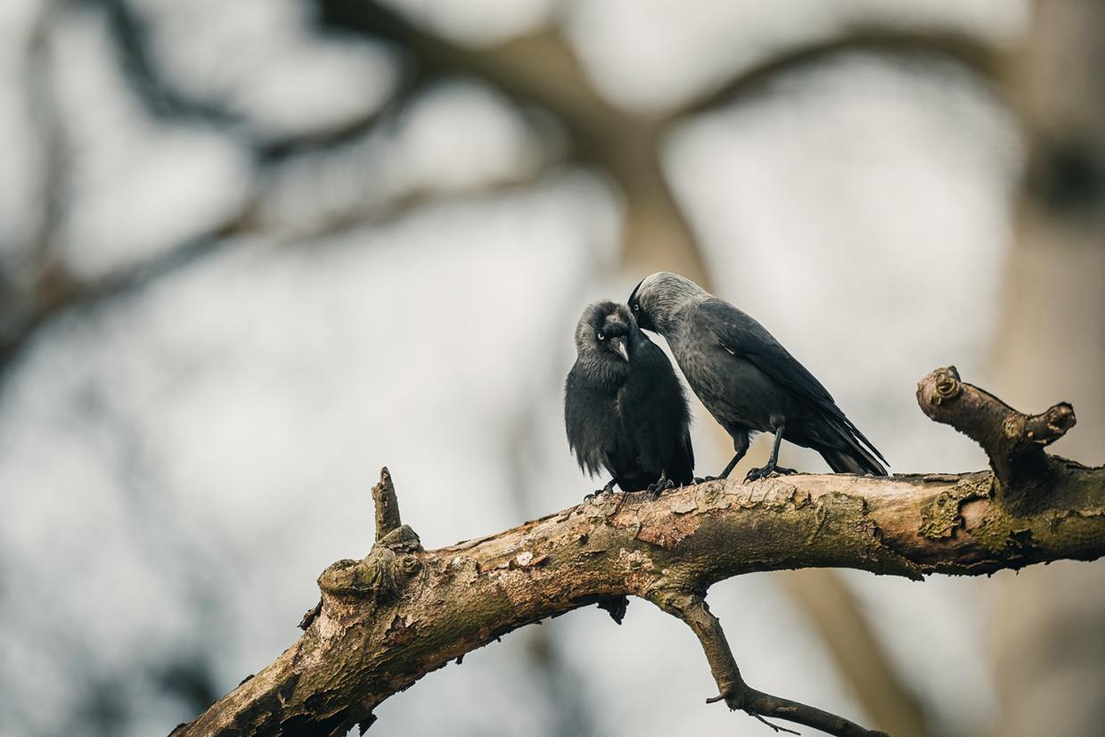 Kauwen © Kurt De Meulemeester