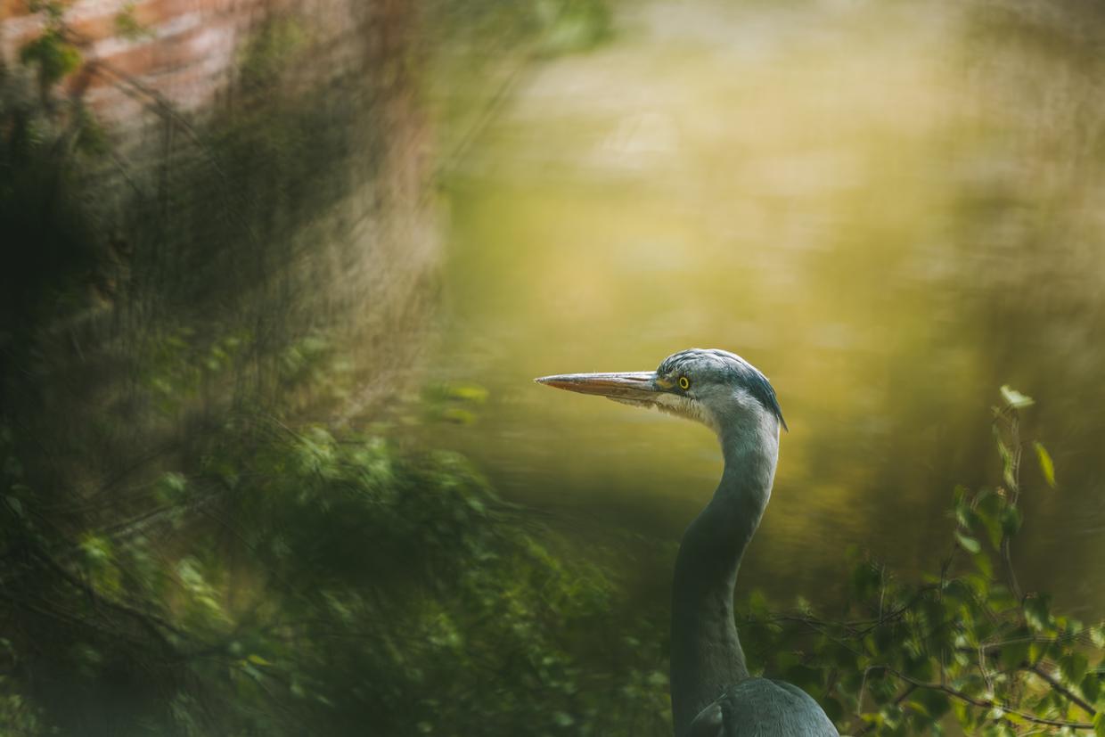 Blauwe Reiger © Kurt De Meulemeester