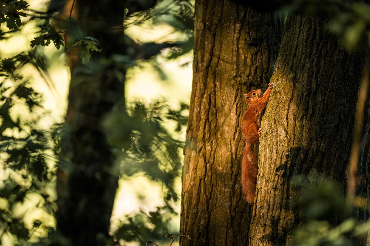 Jonge eekhoorn © Kurt De Meulemeester