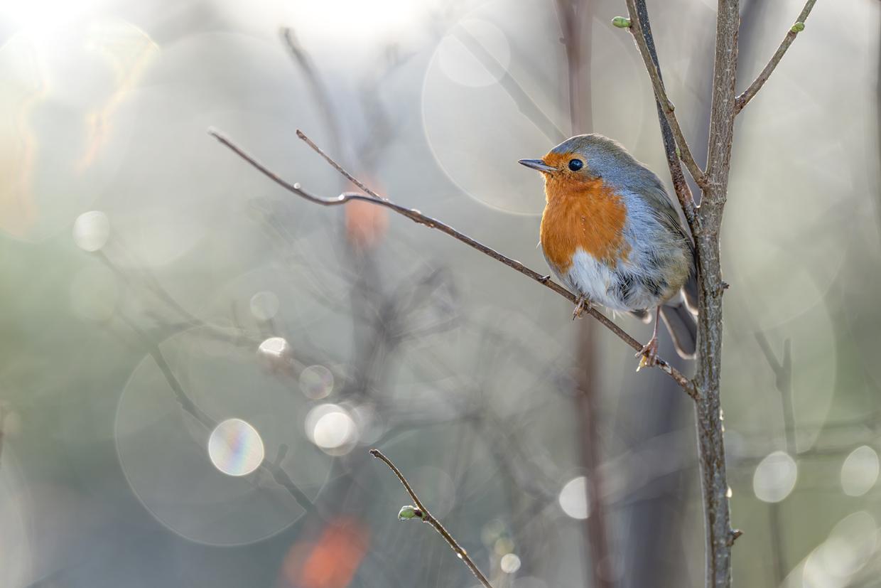 Roodborst © Kurt De Meulemeester