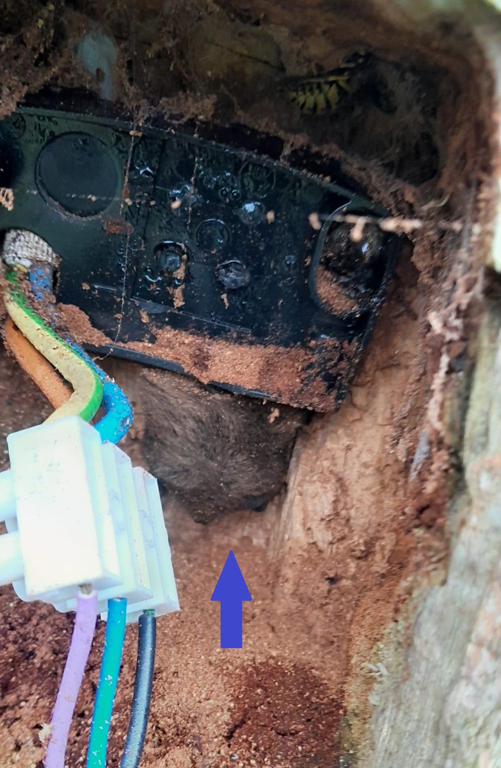 Een klein donzig bolletje in de stam