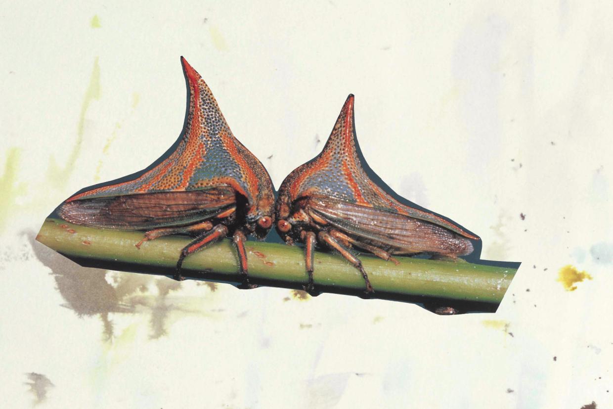Monster Chetwynd, collage