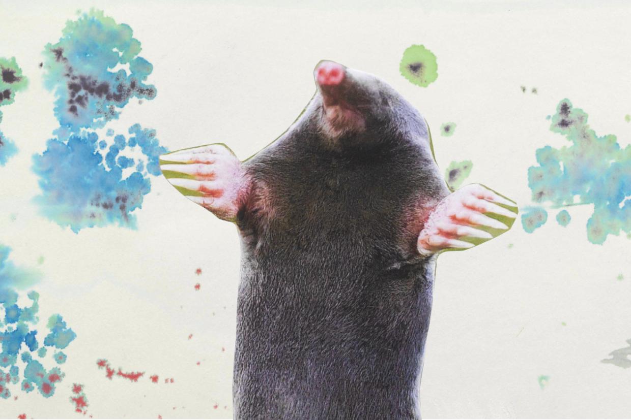 Monster Chetwynd, collage