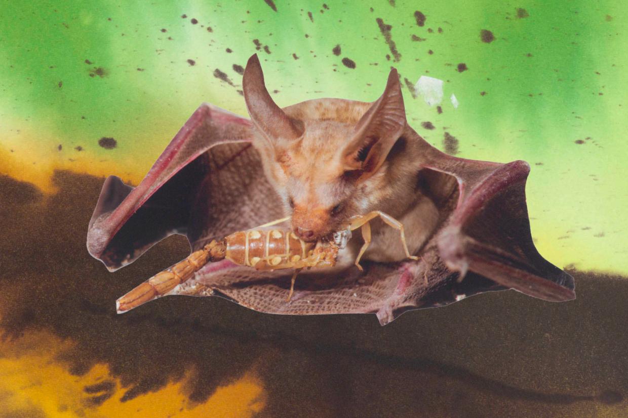Monster Chetwynd, collage