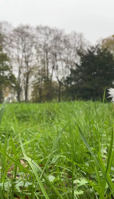 Mindfull foto van een veertje dat bengelt aan een grasspriet