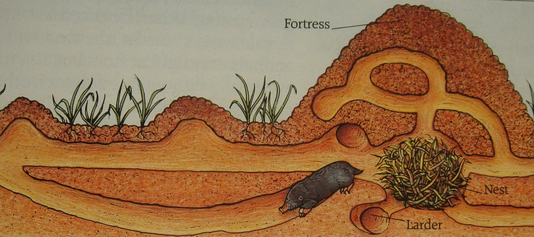 Mooss - Onder de grond Mooss - Onder de grond