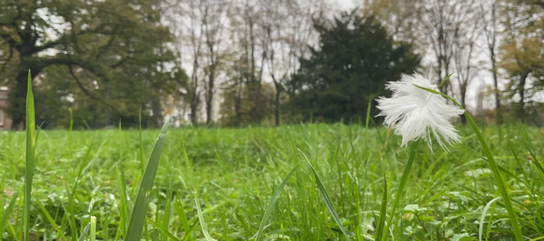 Mindfull foto van een veertje dat bengelt aan een grasspriet