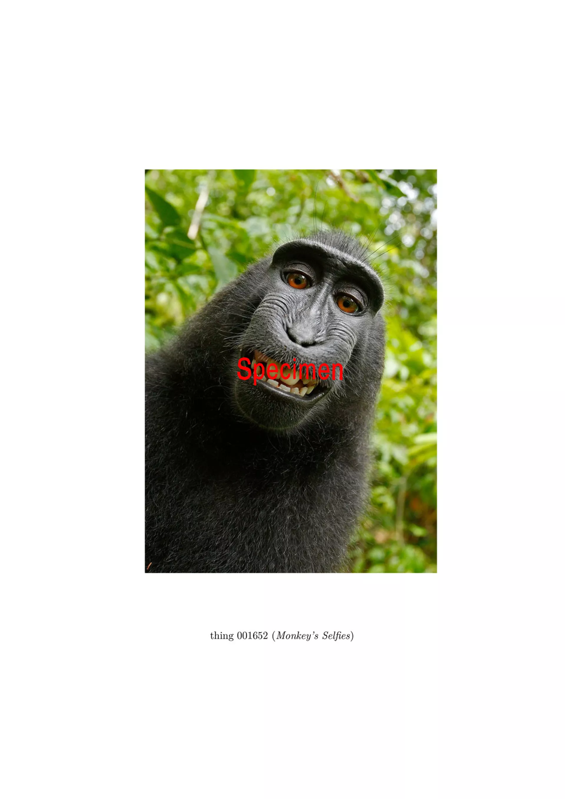 Agentschap, ding 001652 (Monkey’s Selfies), 2016, courtesy of the artist Agentschap, ding 001652 (Monkey’s Selfies), 2016, courtesy of the artist