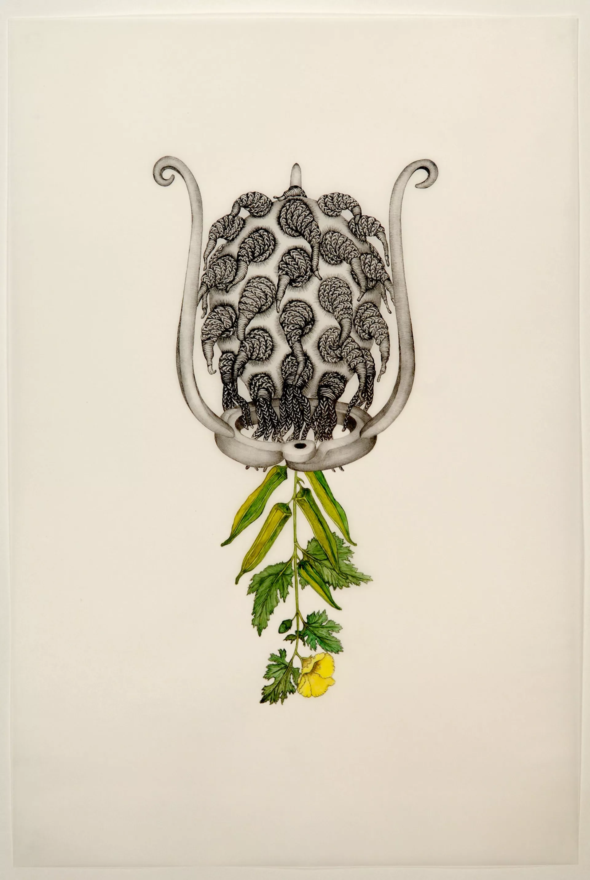 Council, Joscelyn Gardner, Hibiscus Esculentus (Sibyl), 2009, hand-colored lithograph on frosted mylar, 91,5 x 61cm, courtesy of the artists Council, Joscelyn Gardner, Hibiscus Esculentus (Sibyl), 2009, hand-colored lithograph on frosted mylar, 91,5 x 61cm, courtesy of the artists