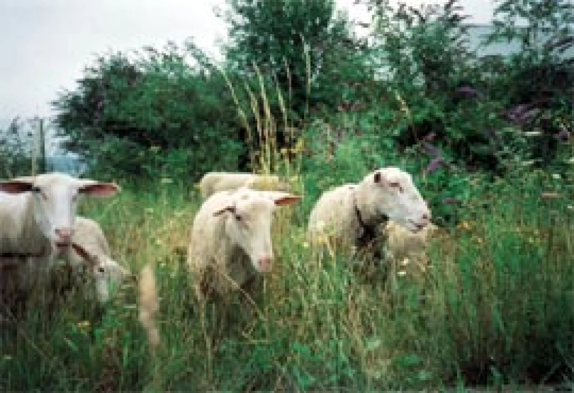 © Els Dietvorst © Els Dietvorst