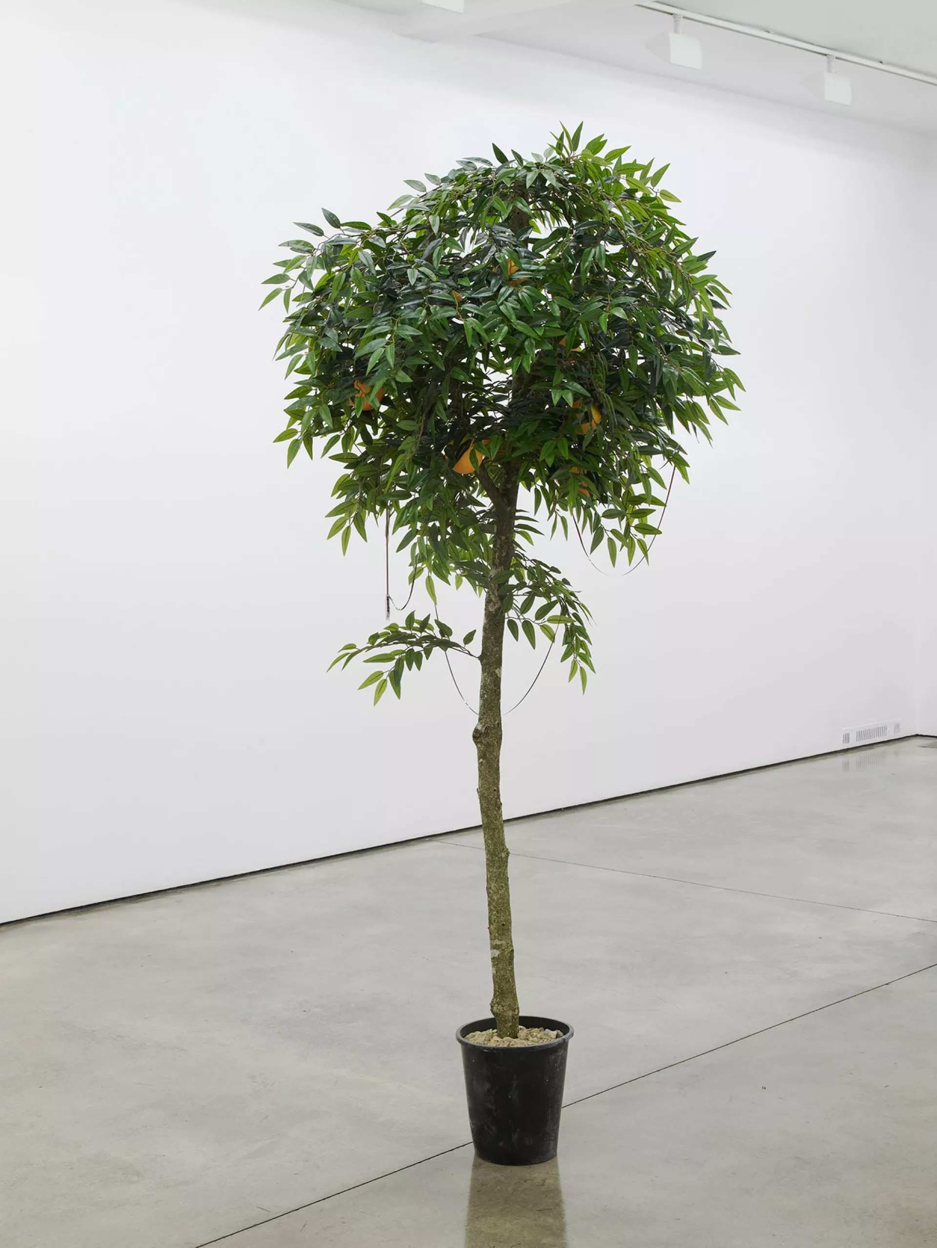 Lawrence Abu Hamdan, Wissam, 2016, installation view at Maureen Paley London, courtesy of the artist and Maureen Paley Lawrence Abu Hamdan, Wissam, 2016, installation view at Maureen Paley London, courtesy of the artist and Maureen Paley