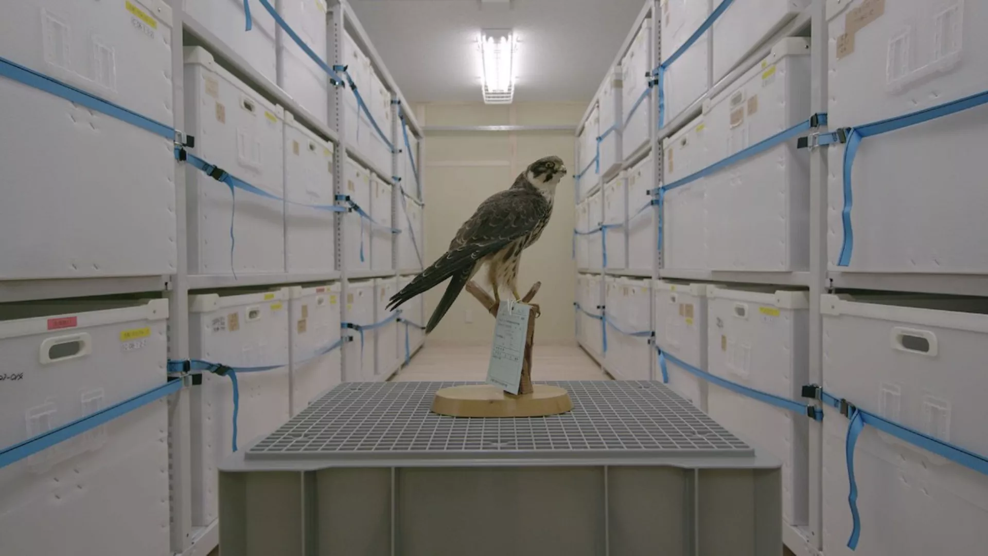 © Hikaru Fujii © Hikaru Fujii