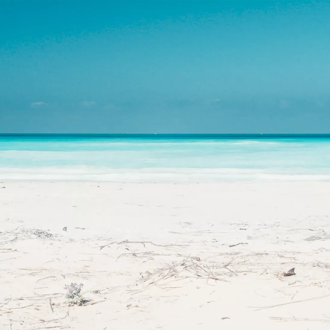 (c) Chloé Malcotti, Medusa (2021)